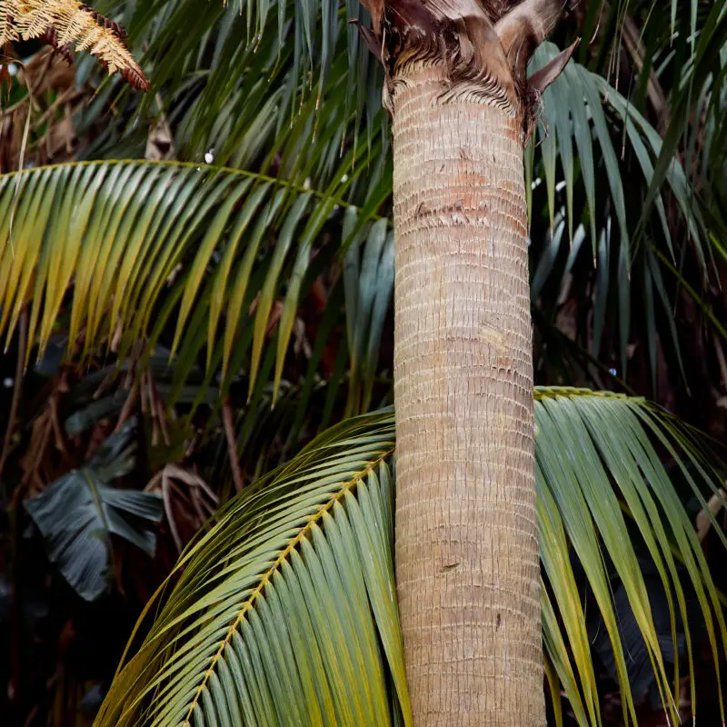 Palm tree and fronds_ Kat Grudko